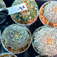 Custom Order- We’ll send you the exact live plant pictured (T4) (y7) | Las Vegas Seller | 3" Pot