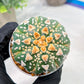Custom Order- We’ll send you the exact live plant pictured (T4) (y7) | Las Vegas Seller | 3" Pot