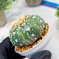 Custom Order- We’ll send you the exact live plant pictured (T4) (y7) | Las Vegas Seller | 3" Pot