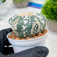Custom Order- We’ll send you the exact live plant pictured (T4) (b1) | NEVADA Plant Seller | 3" Pot
