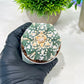 Custom Order- We’ll send you the exact live plant pictured (T4) (b1) | NEVADA Plant Seller | 3" Pot