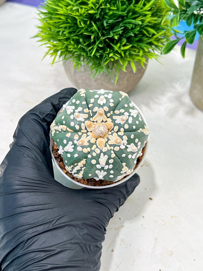 Custom Order- We’ll send you the exact live plant pictured (T4) (b1) | NEVADA Plant Seller | 3" Pot