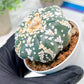 Custom Order- We’ll send you the exact live plant pictured (T4) (b1) | NEVADA Plant Seller | 3" Pot