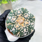 Custom Order- We’ll send you the exact live plant pictured (T4) (b1) | NEVADA Plant Seller | 3" Pot