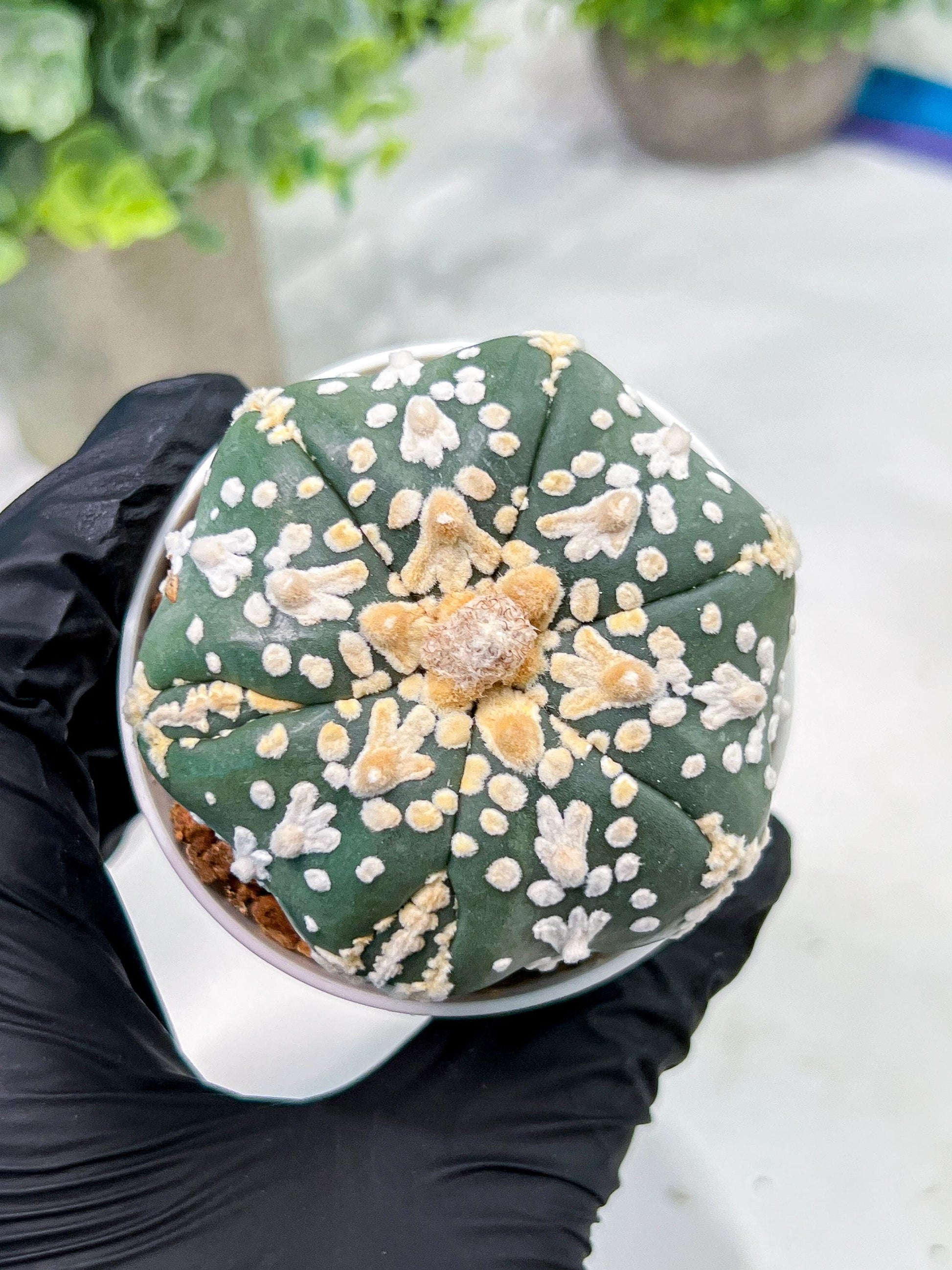 Custom Order- We’ll send you the exact live plant pictured (T4) (b1) | NEVADA Plant Seller | 3" Pot