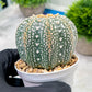 Custom Order- We’ll send you the exact live plant pictured (T4) (b2) | USA Plant Seller | 3" Pot