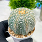 Custom Order- We’ll send you the exact live plant pictured (T4) (b2) | USA Plant Seller | 3" Pot