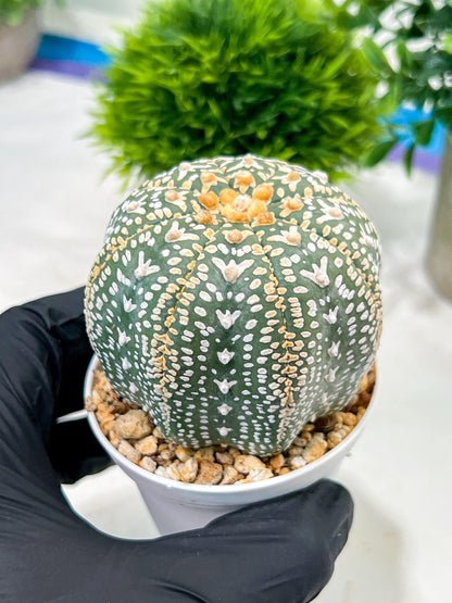 Custom Order- We’ll send you the exact live plant pictured (T4) (b2) | USA Plant Seller | 3" Pot
