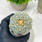 Custom Order- We’ll send you the exact live plant pictured (T4) (b2) | USA Plant Seller | 3" Pot