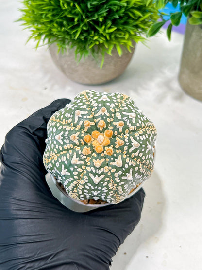 Custom Order- We’ll send you the exact live plant pictured (T4) (b2) | USA Plant Seller | 3" Pot