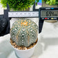 Custom Order- We’ll send you the exact live plant pictured (T4) (b2) | USA Plant Seller | 3" Pot