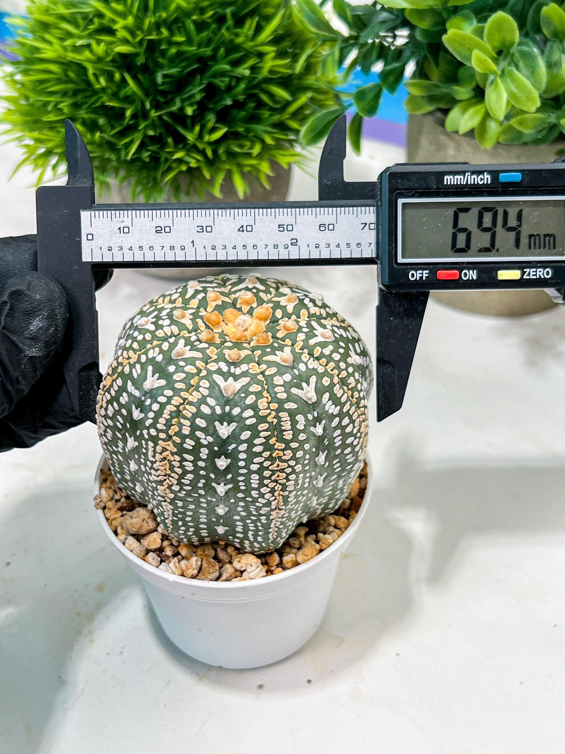 Custom Order- We’ll send you the exact live plant pictured (T4) (b2) | USA Plant Seller | 3" Pot