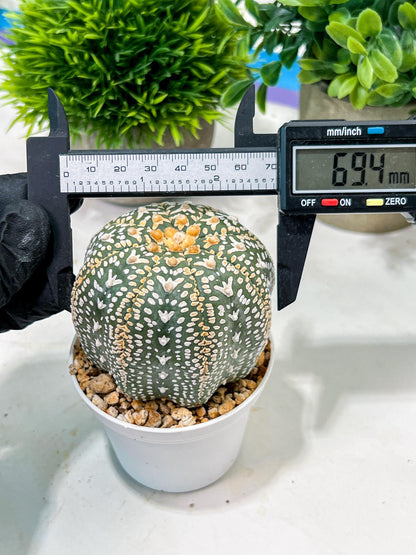 Custom Order- We’ll send you the exact live plant pictured (T4) (b2) | USA Plant Seller | 3" Pot