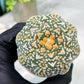 Custom Order- We’ll send you the exact live plant pictured (T4) (b2) | USA Plant Seller | 3" Pot