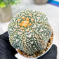 Custom Order- We’ll send you the exact live plant pictured (T4) (b2) | USA Plant Seller | 3" Pot