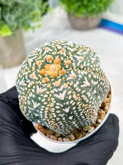 Custom Order- We’ll send you the exact live plant pictured (T4) (b2) | USA Plant Seller | 3" Pot