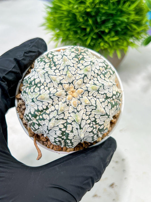 Custom Order- We’ll send you the exact live plant pictured (T4) (b3) | Las Vegas Plant Seller | 3" Pot
