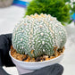 Custom Order- We’ll send you the exact live plant pictured (T4) (b4) | Vegas Plant Shop | 3" Pot