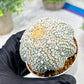 Custom Order- We’ll send you the exact live plant pictured (T4) (b4) | Vegas Plant Shop | 3" Pot
