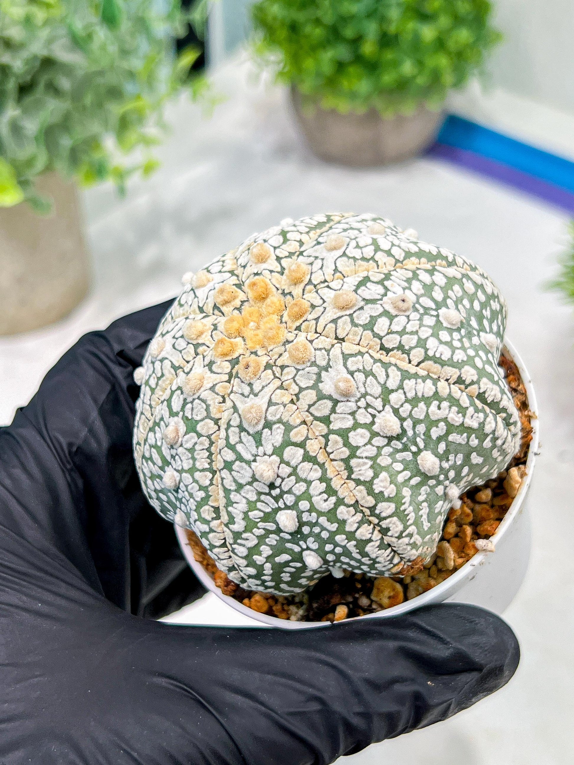 Custom Order- We’ll send you the exact live plant pictured (T4) (b4) | Vegas Plant Shop | 3" Pot