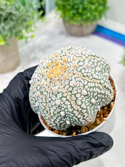 Custom Order- We’ll send you the exact live plant pictured (T4) (b4) | Vegas Plant Shop | 3" Pot