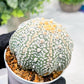 Custom Order- We’ll send you the exact live plant pictured (T4) (b4) | Vegas Plant Shop | 3" Pot