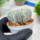 Custom Order- We’ll send you the exact live plant pictured (T4) (b5) | USA Plant SHOP | 3" Pot