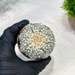 Custom Order- We’ll send you the exact live plant pictured (T4) (b5) | USA Plant SHOP | 3" Pot