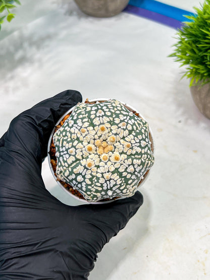 Custom Order- We’ll send you the exact live plant pictured (T4) (b5) | USA Plant SHOP | 3" Pot