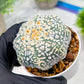 Custom Order- We’ll send you the exact live plant pictured (T4) (b5) | USA Plant SHOP | 3" Pot