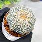 Custom Order- We’ll send you the exact live plant pictured (T4) (b5) | USA Plant SHOP | 3" Pot