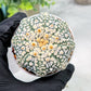 Custom Order- We’ll send you the exact live plant pictured (T4) (b5) | USA Plant SHOP | 3" Pot