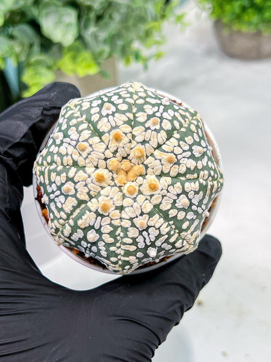 Custom Order- We’ll send you the exact live plant pictured (T4) (b5) | USA Plant SHOP | 3" Pot