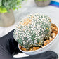 Custom Order- We’ll send you the exact live plant pictured (T4) (b6) | Ship from USA | 3" Pot