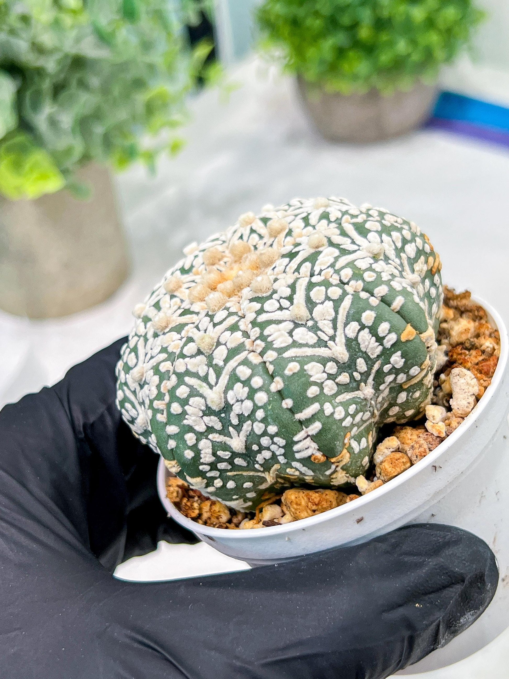 Custom Order- We’ll send you the exact live plant pictured (T4) (b6) | Ship from USA | 3" Pot