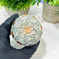 Custom Order- We’ll send you the exact live plant pictured (T4) (b6) | Ship from USA | 3" Pot