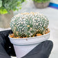 Custom Order- We’ll send you the exact live plant pictured (T4) (b6) | Ship from USA | 3" Pot