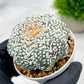 Custom Order- We’ll send you the exact live plant pictured (T4) (b6) | Ship from USA | 3" Pot