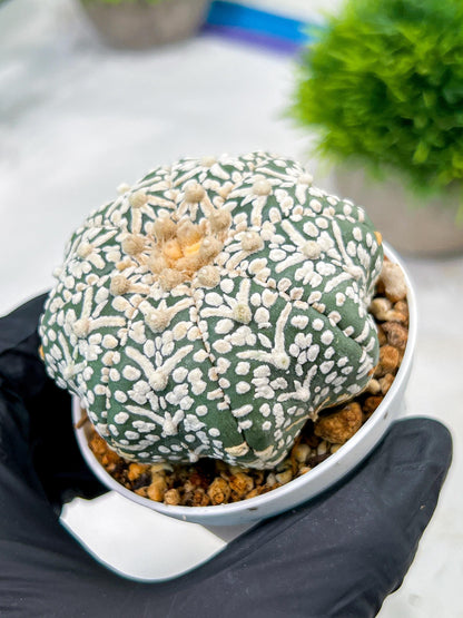 Custom Order- We’ll send you the exact live plant pictured (T4) (b6) | Ship from USA | 3" Pot