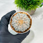 Custom Order- We’ll send you the exact live plant pictured (T4) (b7) | Las Vegas Seller | 3" Pot