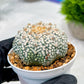 Custom Order- We’ll send you the exact live plant pictured (T4) (b7) | Las Vegas Seller | 3" Pot