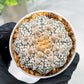 Custom Order- We’ll send you the exact live plant pictured (T4) (b7) | Las Vegas Seller | 3" Pot