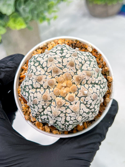 Custom Order- We’ll send you the exact live plant pictured (T4) (b7) | Las Vegas Seller | 3" Pot