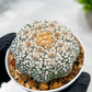 Custom Order- We’ll send you the exact live plant pictured (T4) (b7) | Las Vegas Seller | 3" Pot