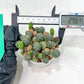 Maihueniopsis minuta Cactus | Imported Cactus | Rare Succulent