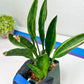 Sansevieria Sudwala Caves Variegated | Rare Impoted Plants