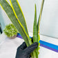 Sansevieria trifasciata Assalam | Imported Plants