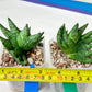 Sansevieria Goku (#A4) | Dwarf Hybrids