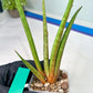 Sanseviera Flamingo (#B1) | Imported Hybrids