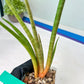 Sanseviera Flamingo (#B1) | Imported Hybrids